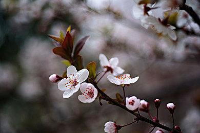 赶紧打！大多数玩家未能击败《艾尔登法环》“黄金树幽影”前置Boss